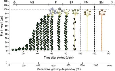 Flax (Linum usitatissimum L.) Fibers for Composite Reinforcement: Exploring the Link Between Plant Growth, Cell Walls Development, and Fiber Properties